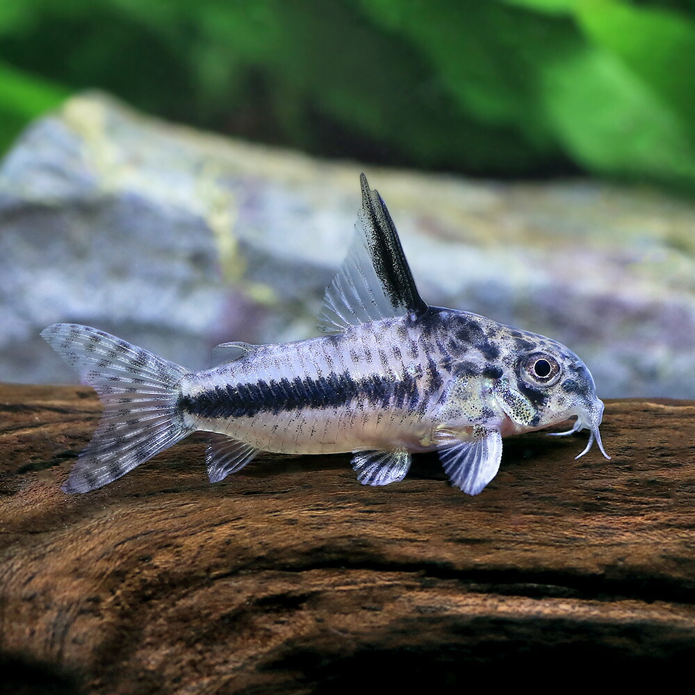 こりどらす コリドラス シュワルツィ｜コリドラスの仲間 - Corydoras