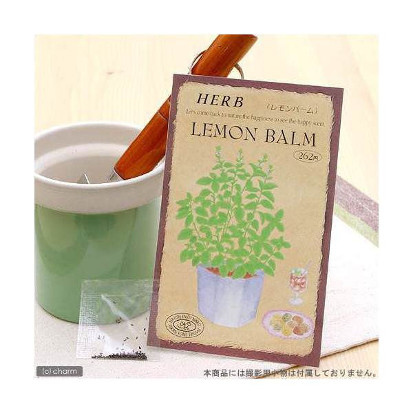 楽天市場】アウトレット品 ハーブ HERB （ペパーミント
