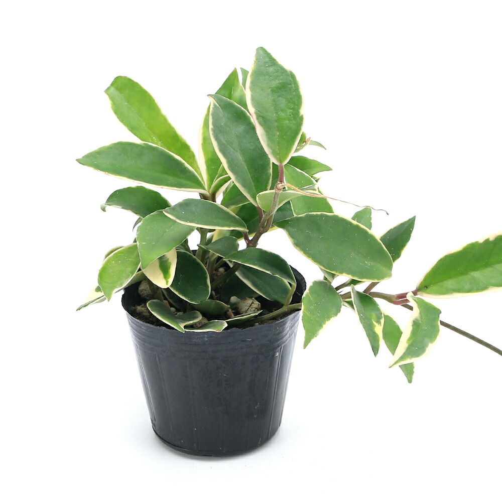 楽天市場 ホヤ マチルダ カルノーサ セルペンス 4号鉢 吊り鉢 サクララン 観葉植物 インテリア おしゃれ フラワーネット 日本花キ流通 楽天市場 ホヤ マチルダ カルノーサ セルペンス 4号鉢 吊り鉢 サクララン 観葉植物 インテリア おしゃれ フラワーネット 日本花キ流通