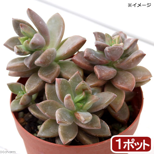 楽天市場】（多肉植物）ハオルチア 品種おまかせ 3号（1鉢