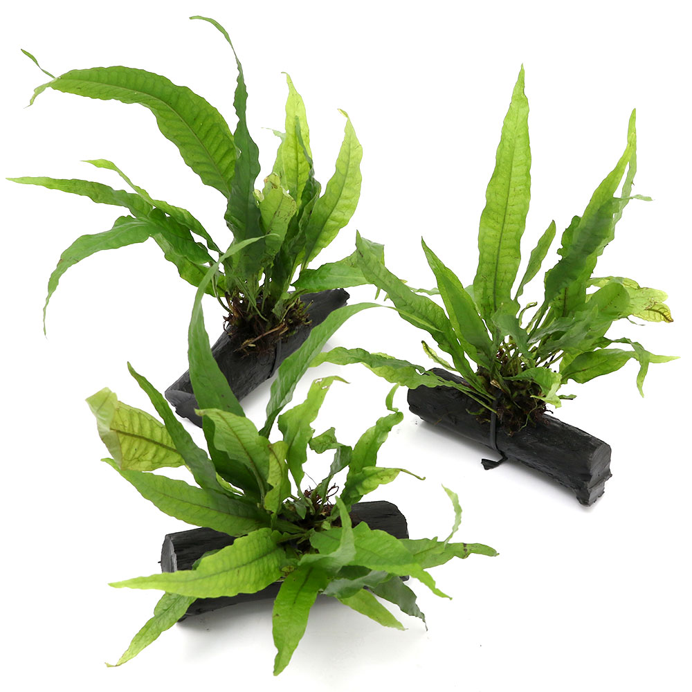 楽天市場 水草 ミクロソリウム プテロプス 備長炭付 １０ １５ｃｍ １個 Charm 楽天市場店