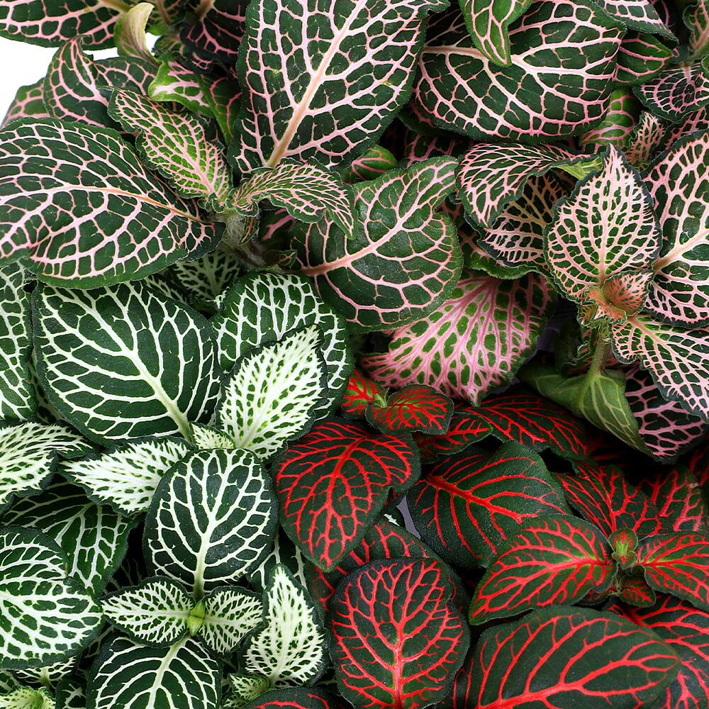 楽天市場】（観葉植物）フィカス プミラ コアラ 3号（1ポット