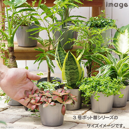 楽天市場 観葉植物 シャムオリヅルラン ３号 １ポット Charm 楽天市場店