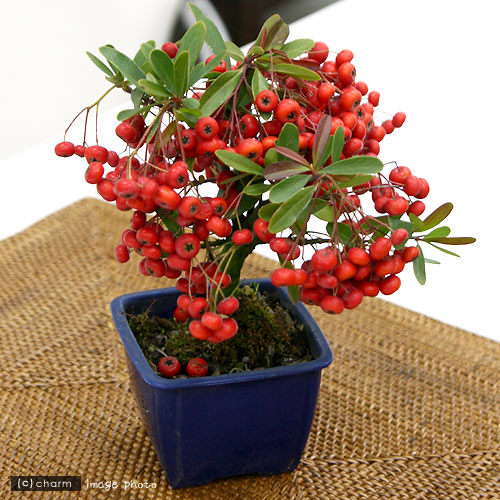 楽天市場 山野草 盆栽 ピラカンサス 常盤サンザシ ２ ５ ３号 １鉢 Charm 楽天市場店