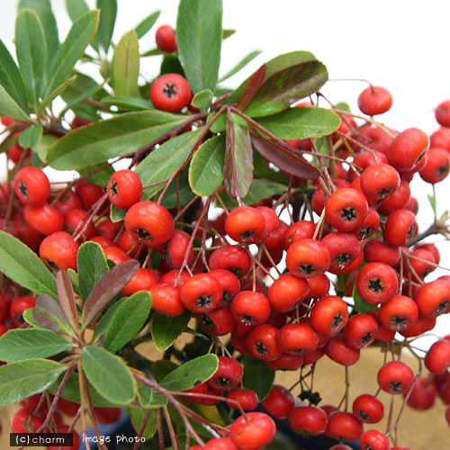 楽天市場 山野草 盆栽 ピラカンサス 常盤サンザシ ２ ５ ３号 １鉢 Charm 楽天市場店