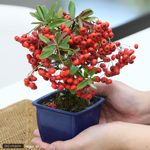 楽天市場 山野草 盆栽 ピラカンサス 常盤サンザシ ２ ５ ３号 １鉢 Charm 楽天市場店