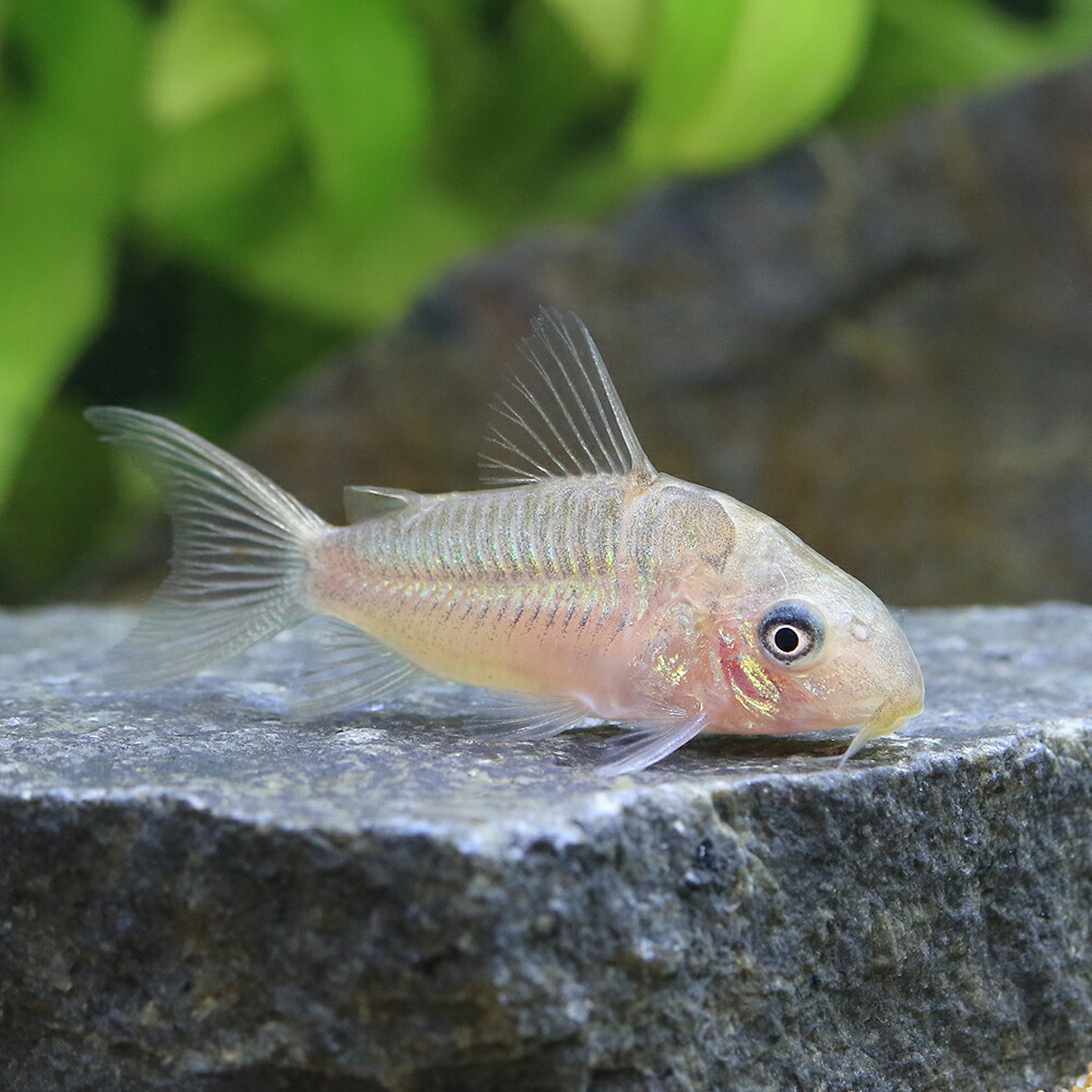 [ イルミネータス ゴールド ] [3匹セット] [ コリドラス ] [ブリード個体] [死着保証有] [3.0cm前後][ 発送可能地域要確認 ] （熱帯魚）コリドラス・イルミネータス ゴールド（ワイルド