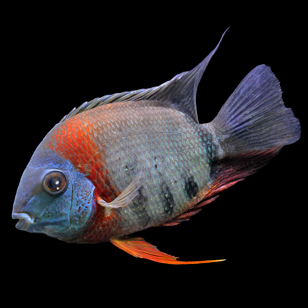 （熱帯魚）一点物　ペルビアンマルチカラー・セベラム（１匹）　北海道航空便要保温｜charm 店