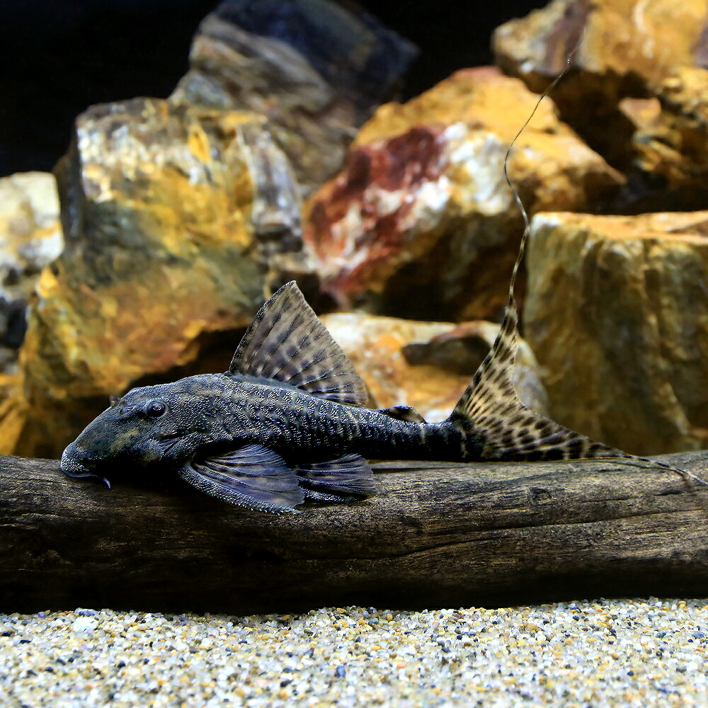 （熱帯魚）マーブルフォークテール・アカリエスピーニョ　Ｌサイズ（約１１～１５ｃｍ）（ワイルド）（１匹）　北海道・九州航空便要保温