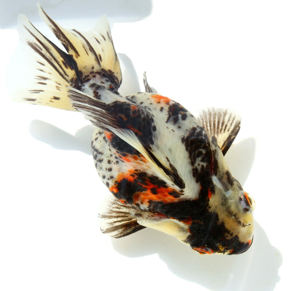（金魚）一点物　ダルマ琉金　１４ｃｍ±　（中国産）（１匹）