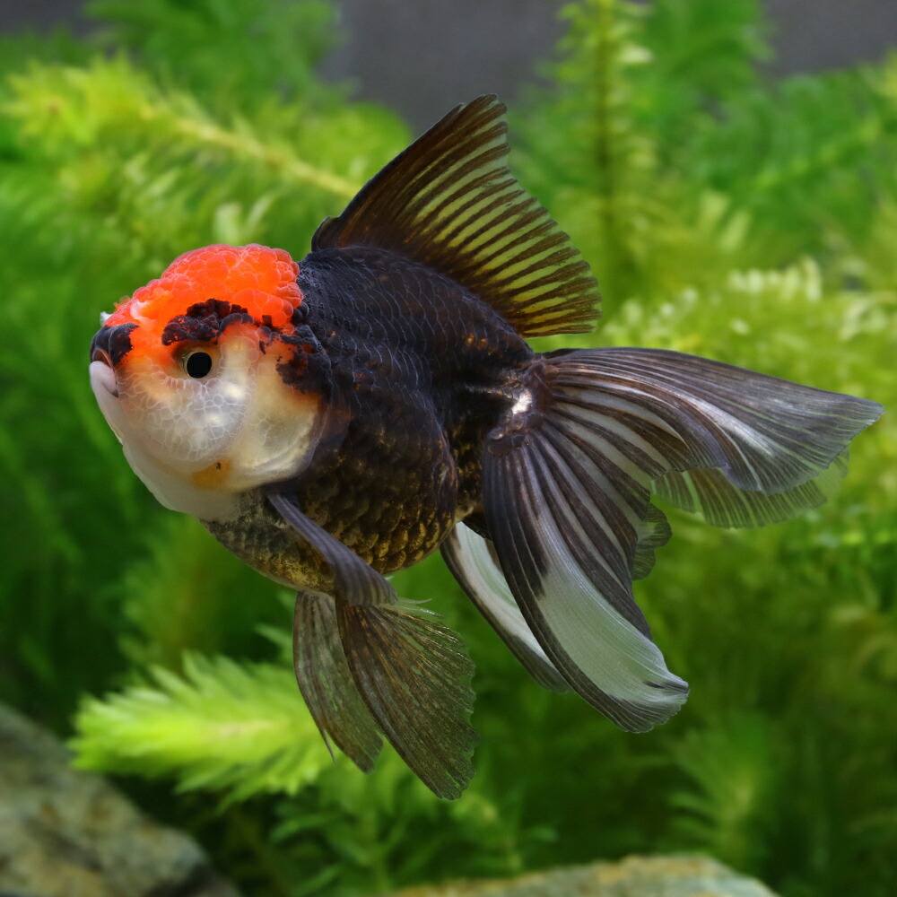 楽天市場】（金魚）らんちゅう型ミックス（外国産）（3匹