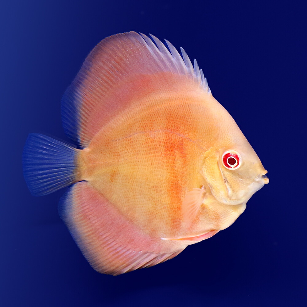 （熱帯魚）アルビノサンメラー・ディスカス（Ｓサイズ）（１匹）　北海道航空便要保温｜charm 店