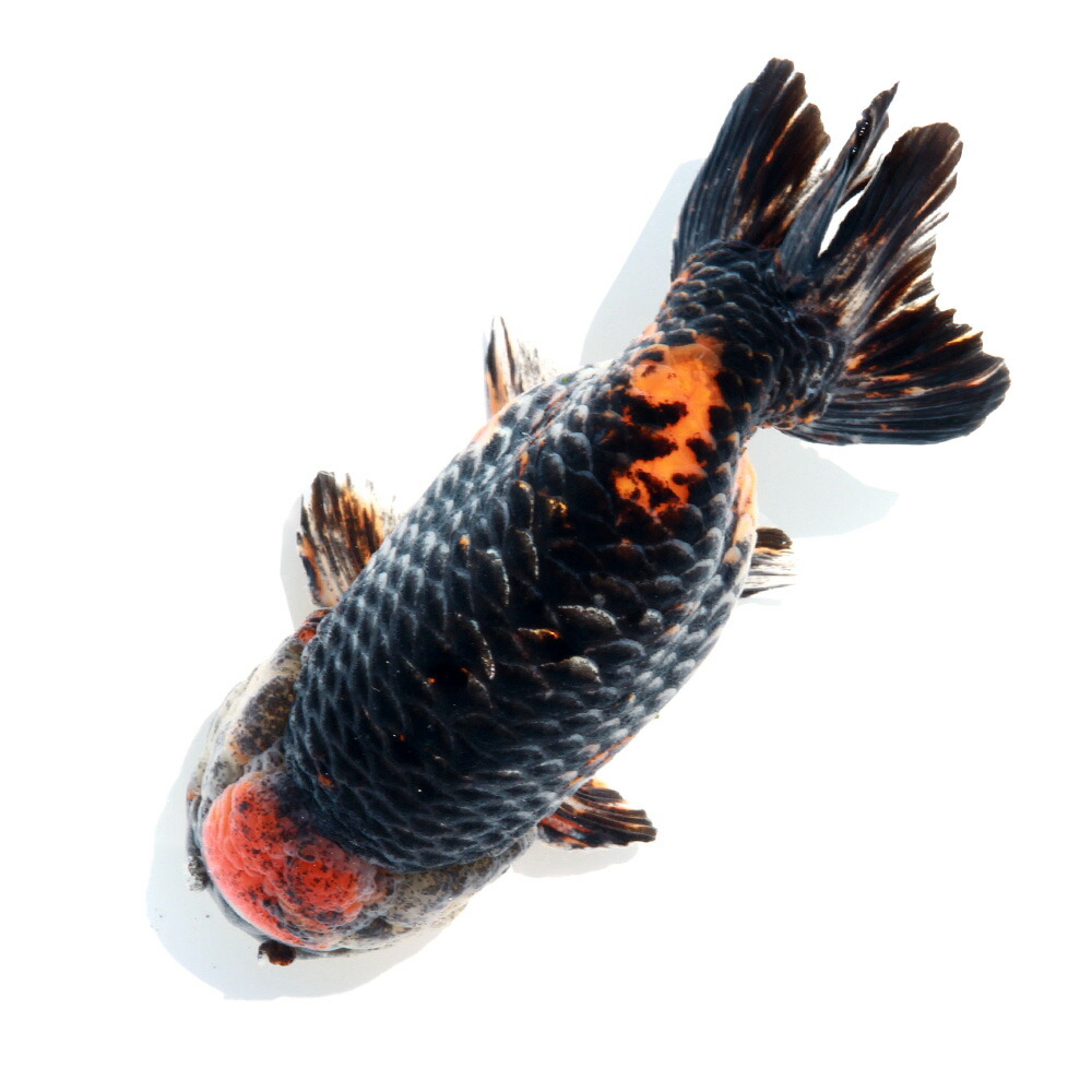 さん太様 12.17 ランチュウ レジンヘアゴム 金魚鉢 雪 KBO 金魚