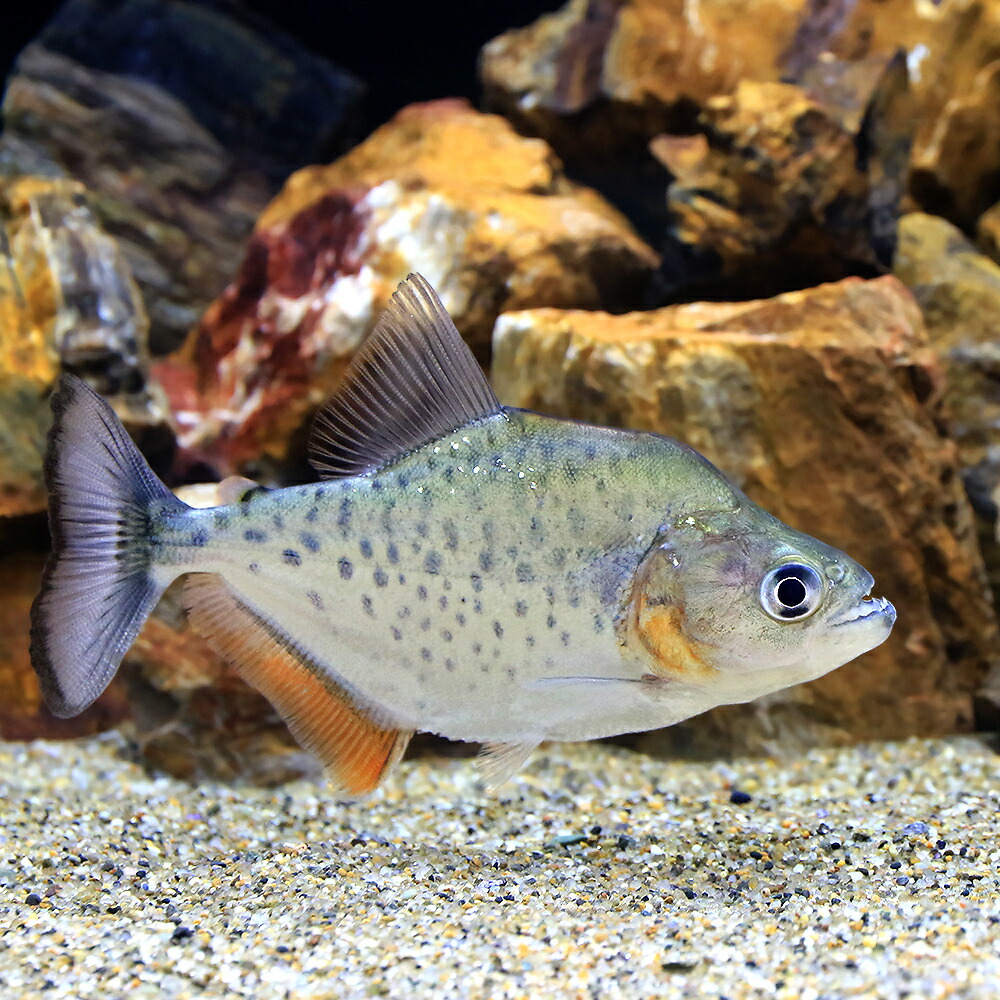 (熱帯魚)カタリーナ・ピラニア(ワイルド)(1匹) 北海道航空便要保温|charm 店