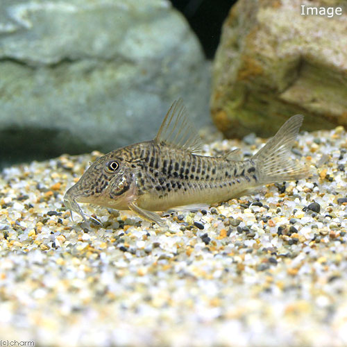 楽天市場】（熱帯魚）コリドラス・スーパーパラレルス（ワイルド）（1