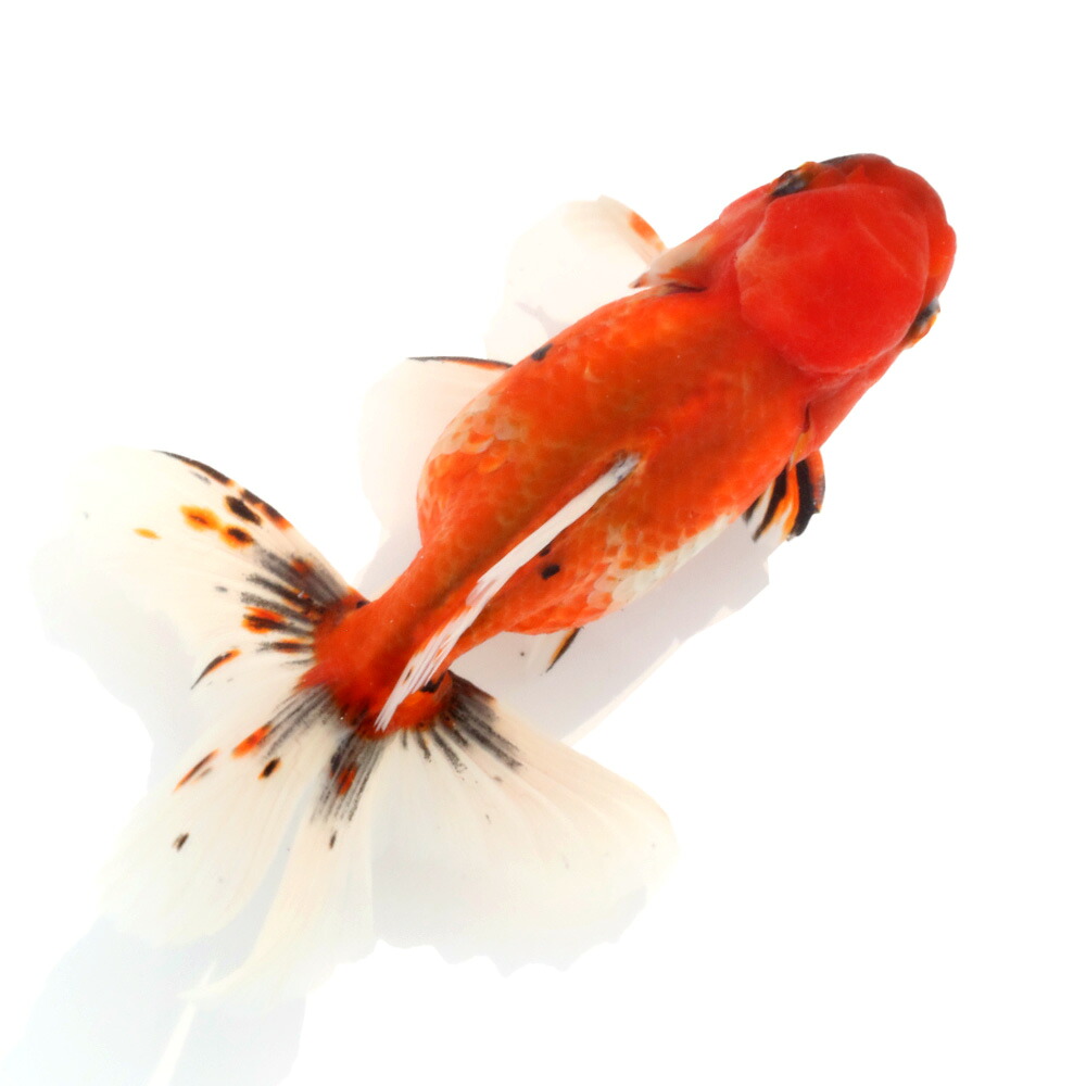 （国産金魚）一点物　東錦　変わり柄　薩摩産　１７ｃｍ±（１匹）