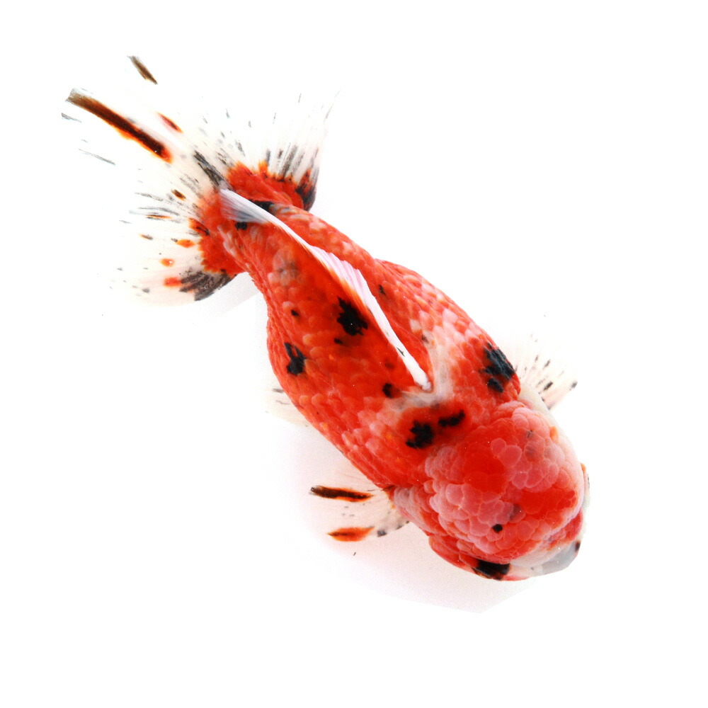 （国産金魚）一点物　東錦ショートテール　変わり柄　薩摩産　１４ｃｍ±　（１匹）