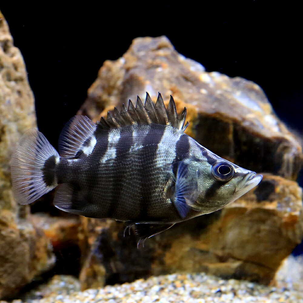 楽天市場】（熱帯魚）ニューギニア・ダトニオ Lサイズ（約16