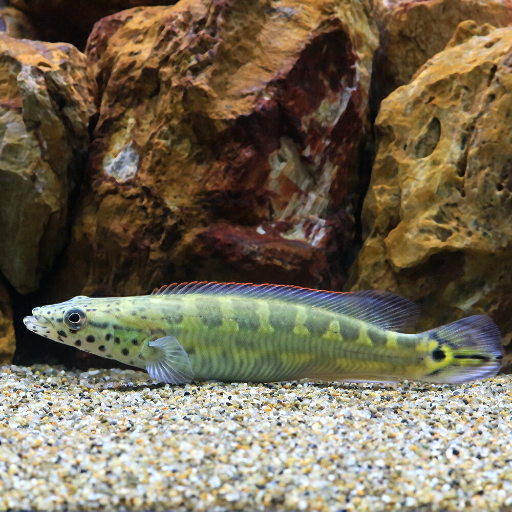 （熱帯魚）コブラパイクシクリッド　タパジョス（ワイルド）（１匹）　北海道・九州航空便要保温