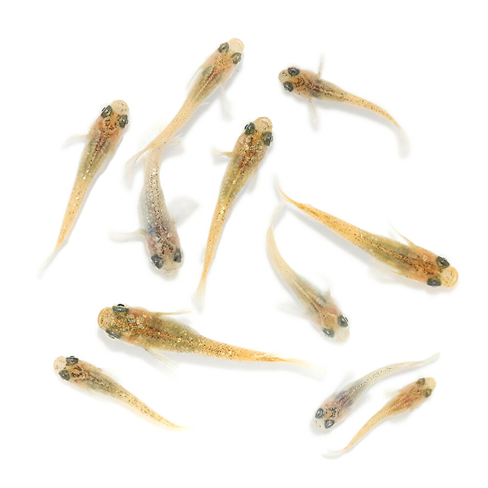 （めだか）無選別　クリームフェザーライトメダカ　稚魚（５匹）