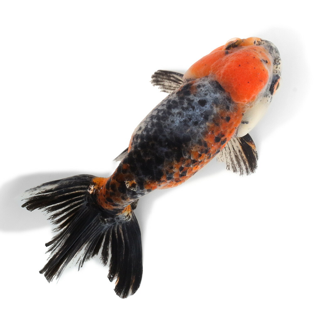 （国産金魚）一点物　五色江戸錦　志村養魚場産　１１ｃｍ±（１匹）　関東当日便