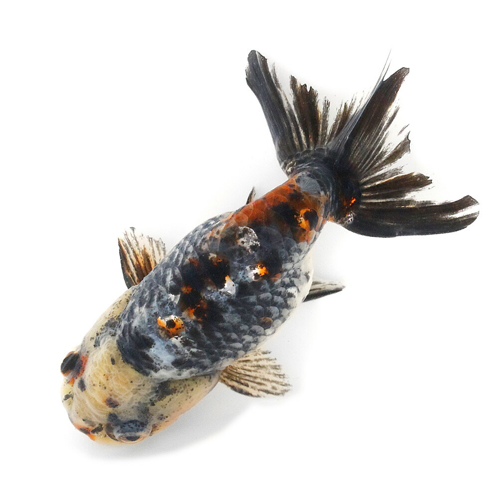（国産金魚）一点物　五色江戸錦　志村養魚場産　１２ｃｍ±（１匹）　関東当日便