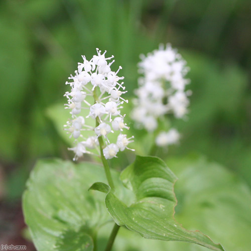山野草　超希少斑入り　北岳草 dショッピング |（山野草）斑入りタガネソウ（斑入り鏨草） 2．5～3