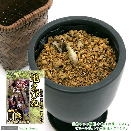 楽天市場 山野草 地エビネ 地海老根 ３ ５号 ３ポットセット Charm 楽天市場店