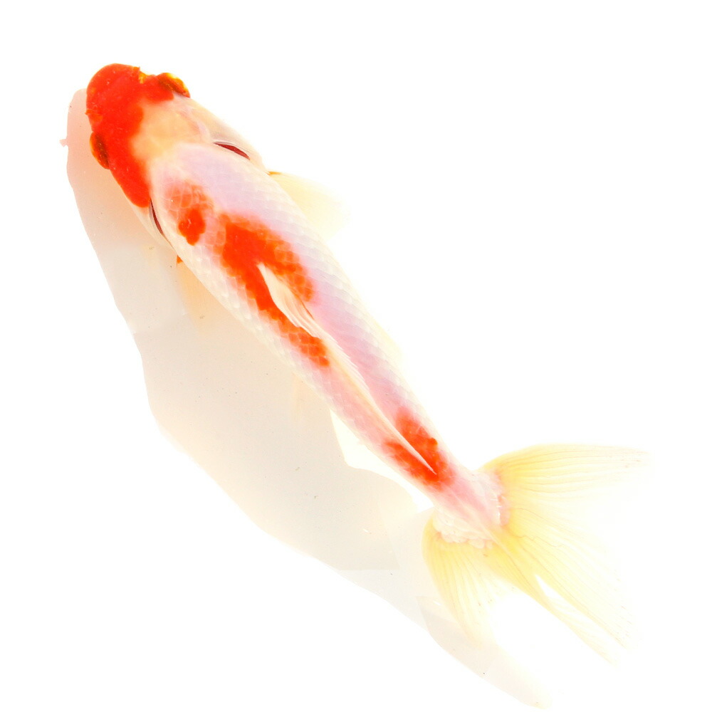 （国産金魚）一点物　更紗和金　荻野養魚場　１６ｃｍ±（１匹）