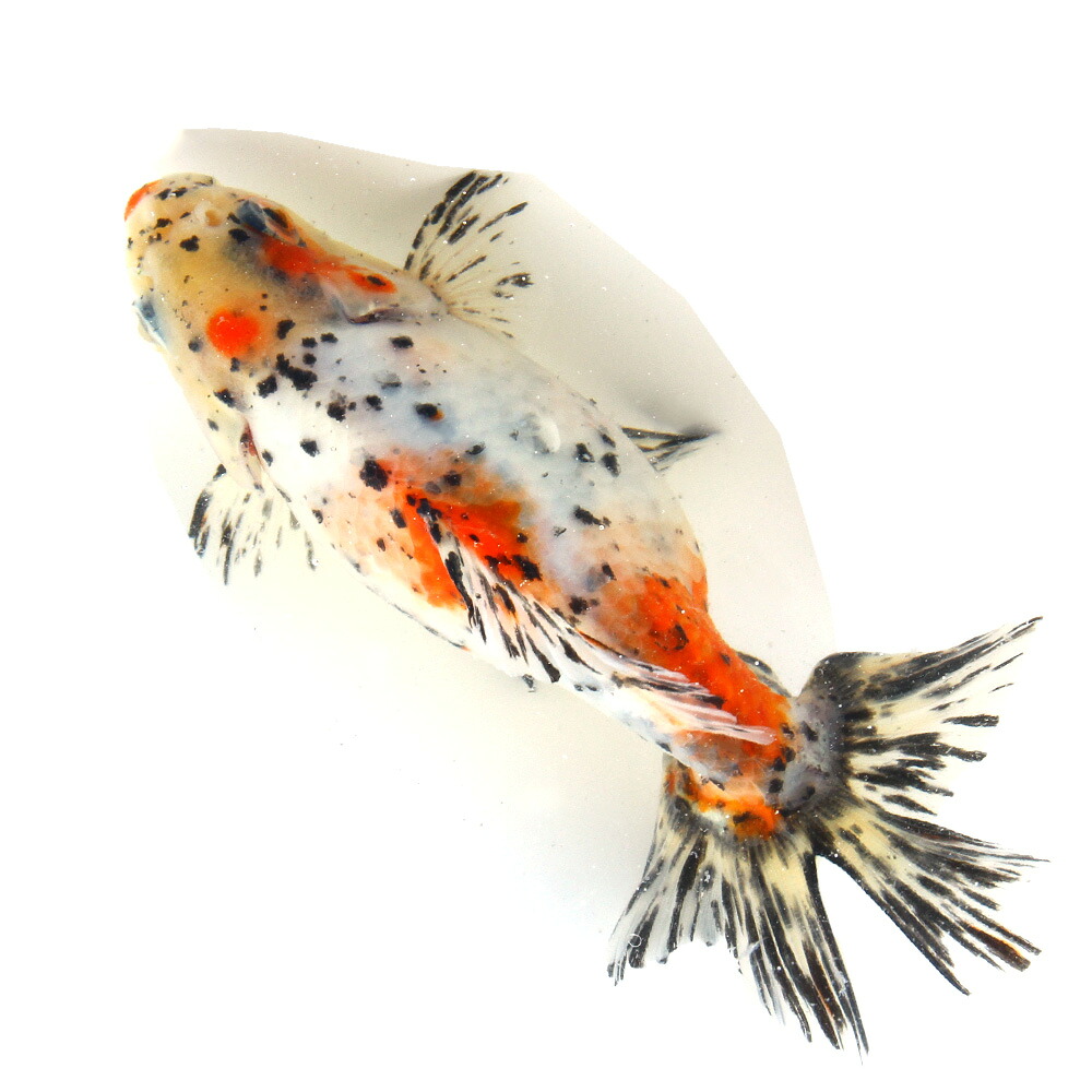 （国産金魚）一点物　江戸地金　１５ｃｍ±　志村養魚場（１匹）　関東当日便