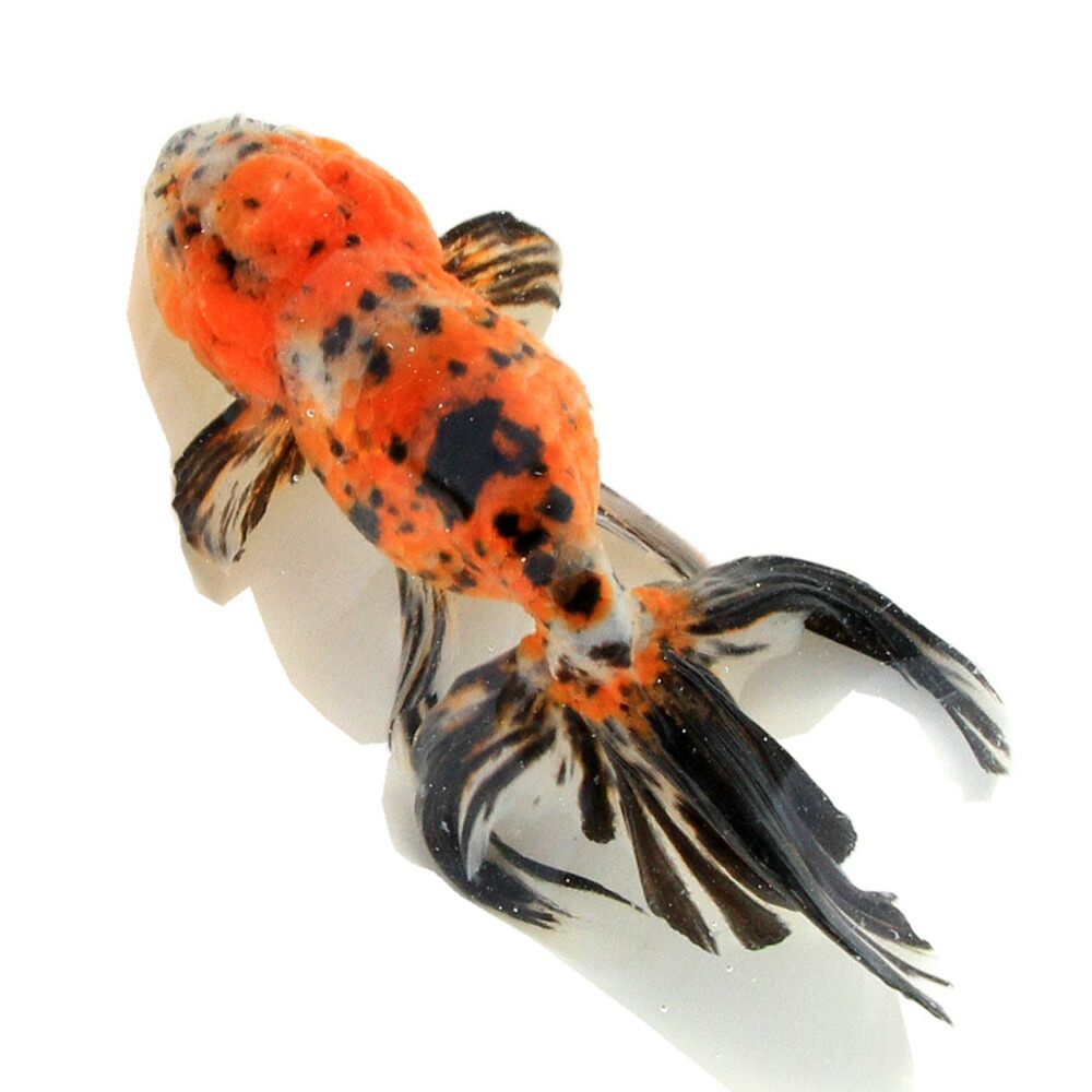 （国産金魚）一点物　京錦　志村養魚場産　１７ｃｍ±（１匹）