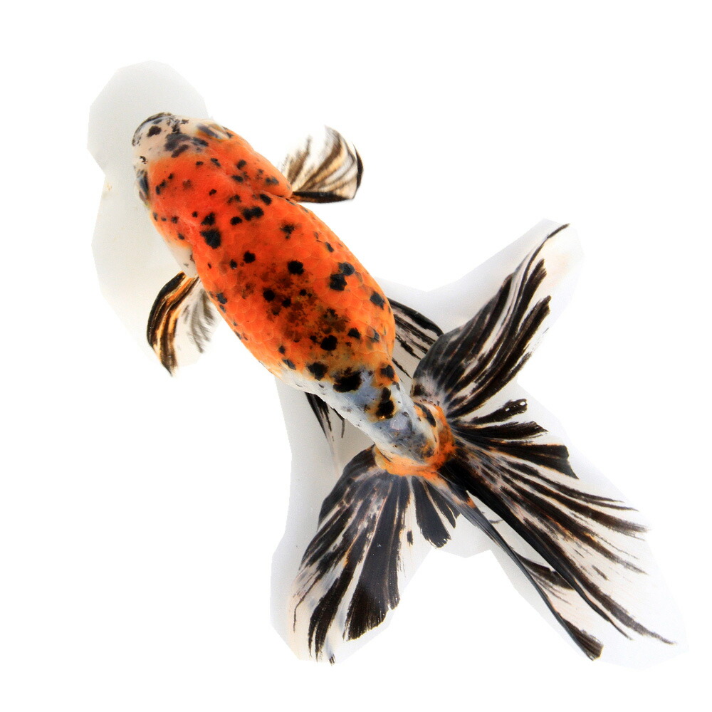 （国産金魚）一点物　京錦　志村養魚場産　１７ｃｍ±（１匹）