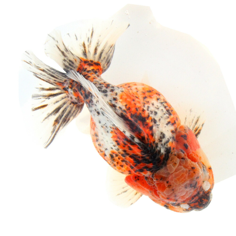 （金魚）一点物　オランダ獅子頭　ショートテール　約１３ｃｍ（外国産）（１匹）　関東当日便