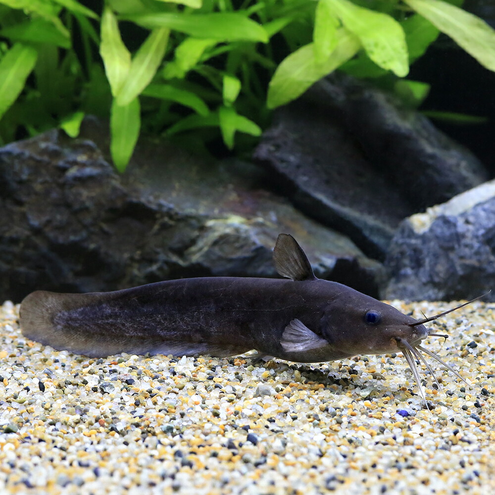 （熱帯魚）タンダンキャット　インドネシア（１匹）　北海道・九州航空便要保温
