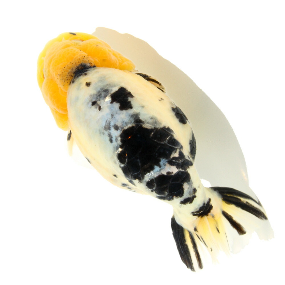 らんちゅう他 楽天市場】（金魚）らんちゅう型ミックス（外国産）（1匹） : charm