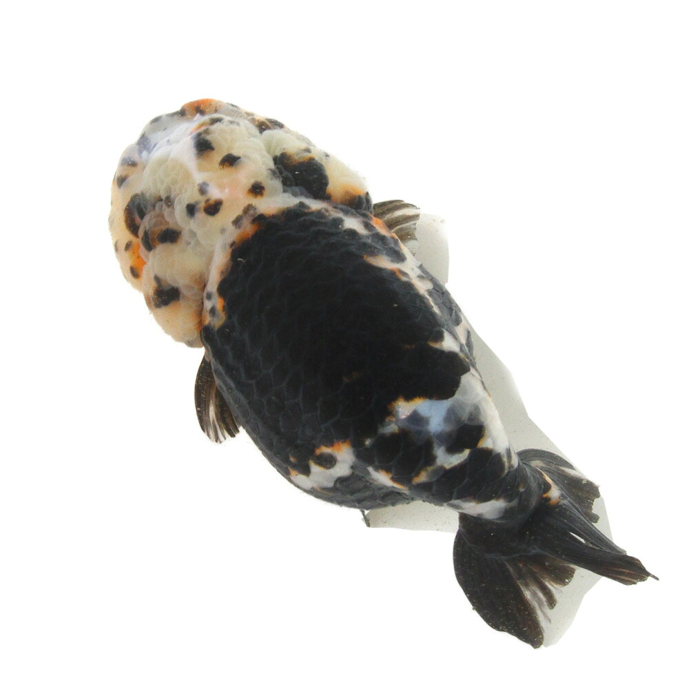 （金魚）一点物　らんちゅう　１２ｃｍ±（外国産）（１匹）　北海道・九州航空便要保温