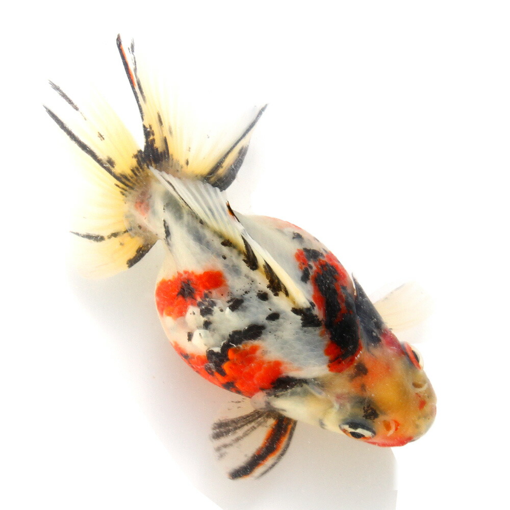 （金魚）一点物　ダルマ琉金　１１ｃｍ±　（外国産）（１匹）