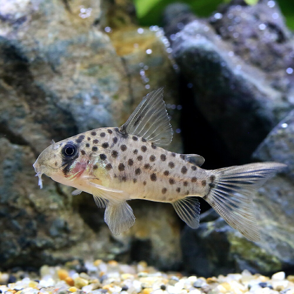 （熱帯魚）コリドラスｓｐ．レナ（ブリード）（１匹）　北海道・九州航空便要保温 8,154円