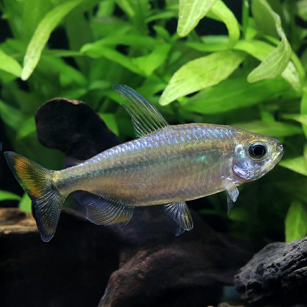 （熱帯魚）レッドテールサファイアコンゴテトラ（ワイルド）（１ペア）　北海道・九州航空便要保温