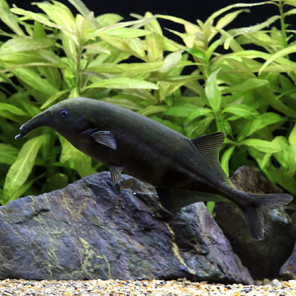 （熱帯魚）カンピロモルミルス　リンコフォルス（１匹）　北海道・九州航空便要保温