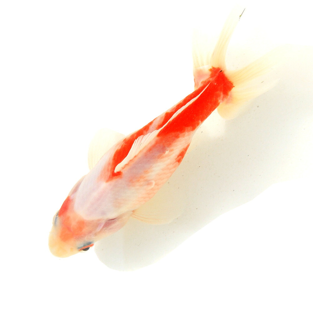 （国産金魚）一点物　桜地金　１１ｃｍ±（１匹）