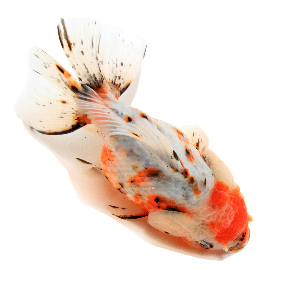 （金魚）一点物　東錦（中国産）１５ｃｍ±（１匹）