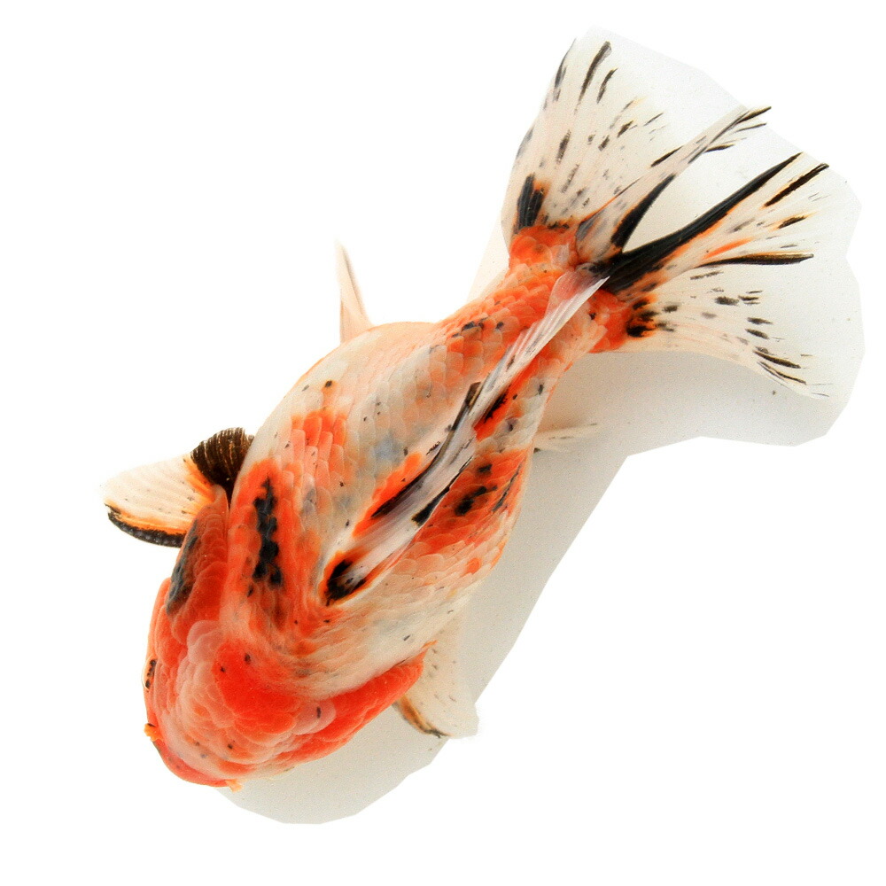 （金魚）一点物　東錦（中国産）１５ｃｍ±（１匹）
