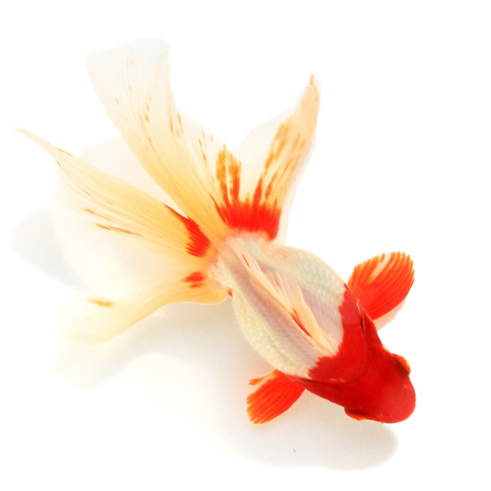 （国産金魚）一点物　飯田更紗琉金　１３ｃｍ±　（１匹）　関東当日便 6,237円