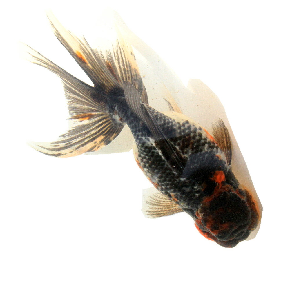 （国産金魚）一点物　五色東錦　１５ｃｍ±（１匹）