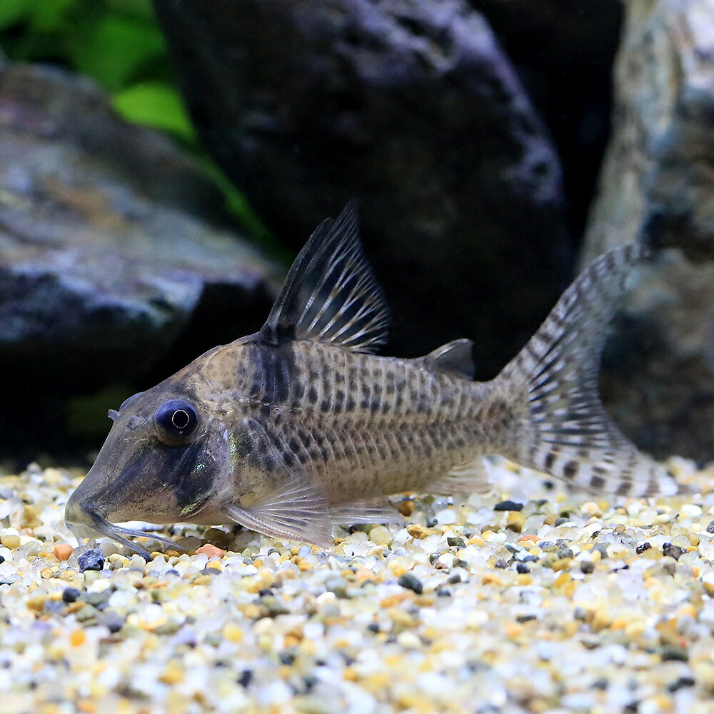 （熱帯魚）コリドラス・ｓｐ．オリシミナ（ワイルド）（１匹）　北海道・九州航空便要保温　沖縄別途送料