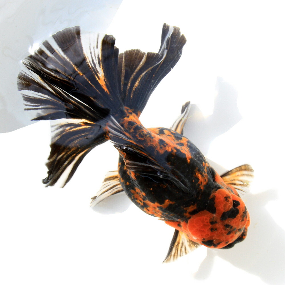 (金魚)一点物 オランダ獅子頭 18cm±(インドネシア産)(1匹)|charm 店