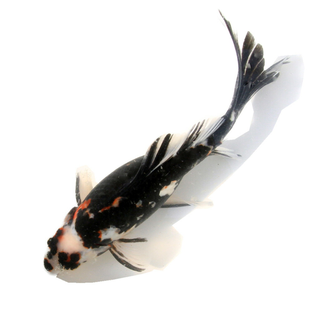 （金魚）一点物　墨朱文金　２５ｃｍ±　中国産（１匹）