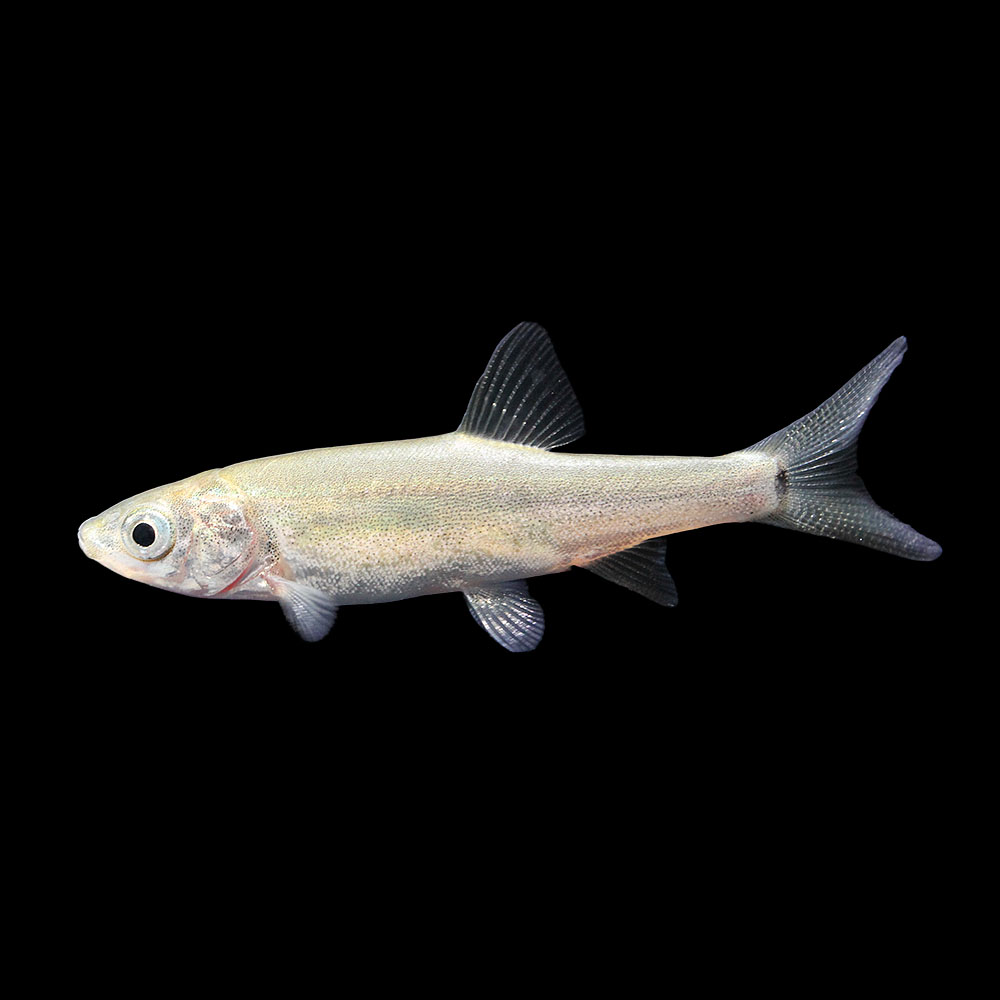 （熱帯魚）一点物　サクラメントブラックフィッシュ（１匹）　北海道航空便要保温｜charm 店