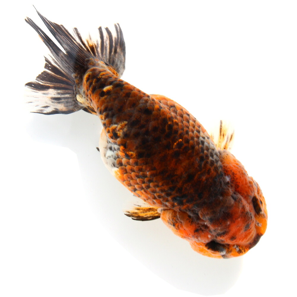 （国産金魚）一点物　五色江戸錦　志村養魚場産　１２ｃｍ±（１匹）　関東当日便